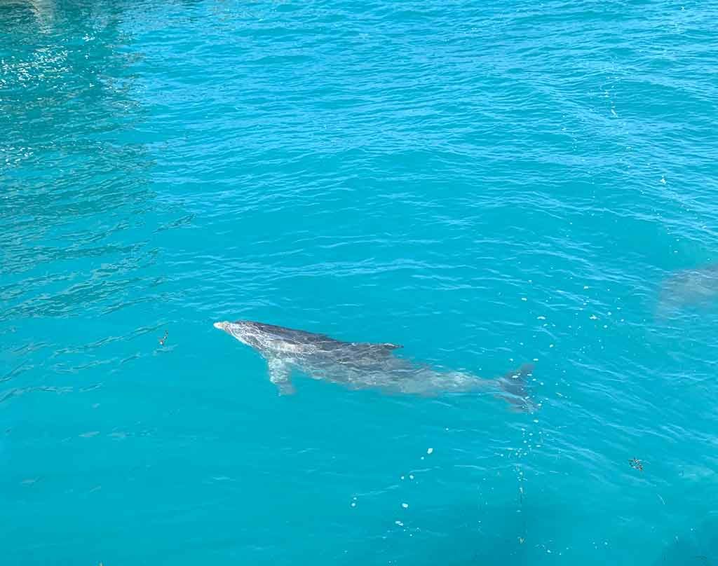 golfinhos-isla-1024x808 Passeios em Cancún realmente valem a pena?